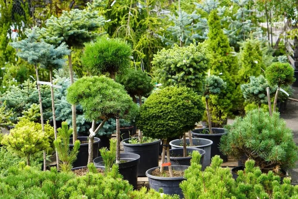 Jaki iglak do ogrodu? Wybierz najlepsze rośliny do swojego przestrzeni Jaki iglak do ogrodu? Wybierz najlepsze rośliny do swojego przestrzeni