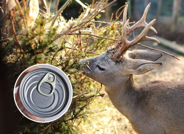 Skuteczne sposoby jak odstraszyć sarny z ogrodu: 6 sprawdzonych metod Skuteczne sposoby jak odstraszyć sarny z ogrodu: 6 sprawdzonych metod
