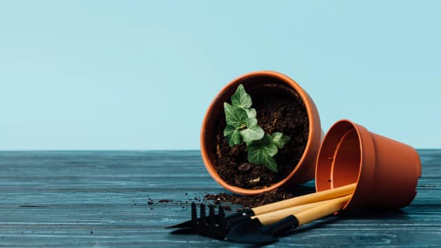 Bluszcz ogrodowy kiedy sadzić, aby uniknąć błędów i uzyskać sukces Bluszcz ogrodowy kiedy sadzić, aby uniknąć błędów i uzyskać sukces