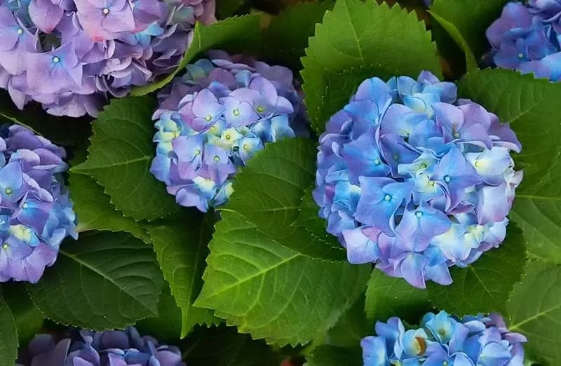 Jak dbać o hortensje ogrodowe, aby zawsze pięknie kwitły? Jak dbać o hortensje ogrodowe, aby zawsze pięknie kwitły?