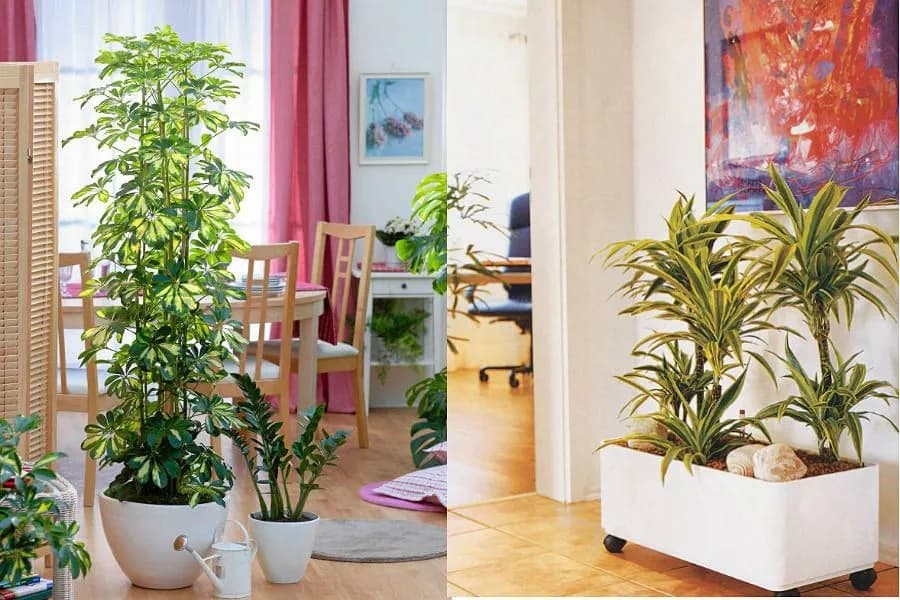 Najlepsze kwiaty do przedpokoju, które przetrwają w cieniu i są bezpieczne dla dzieci Najlepsze kwiaty do przedpokoju, które przetrwają w cieniu i są bezpieczne dla dzieci