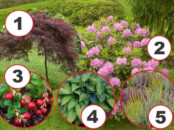 Jakie rośliny posadzić obok rododendronów: sprawdzone aranżacje ogrodowe Jakie rośliny posadzić obok rododendronów: sprawdzone aranżacje ogrodowe