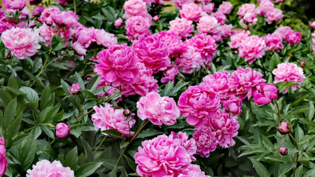 Kiedy przesadzać piwonie w ogrodzie: 5 skutecznych wskazówek eksperta Kiedy przesadzać piwonie w ogrodzie: 5 skutecznych wskazówek eksperta