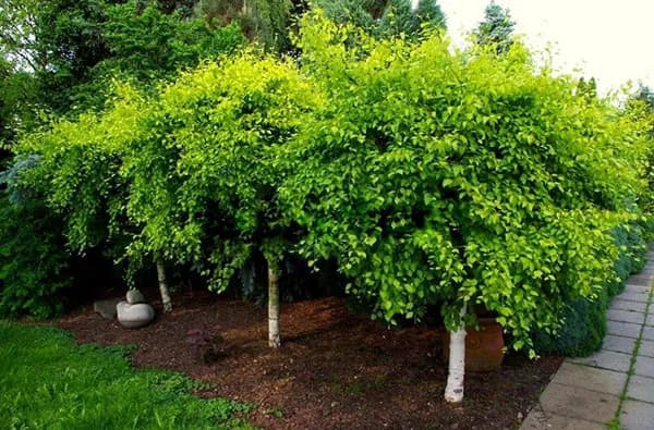 Jaką brzozę wybrać do ogrodu: przegląd najpiękniejszych gatunków 2025 Jaką brzozę wybrać do ogrodu: przegląd najpiękniejszych gatunków 2025