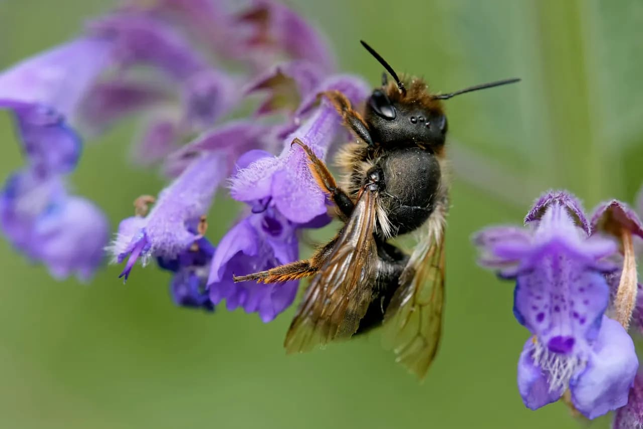 Murarka ogrodowa czy żądli? Bezpieczna pszczoła czy zagrożenie? Murarka ogrodowa czy żądli? Bezpieczna pszczoła czy zagrożenie?