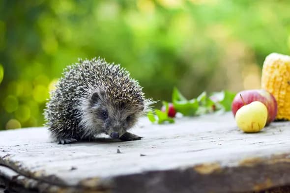 7 skutecznych sposobów jak zwabić jeża do ogrodu i cieszyć się jego obecnością 7 skutecznych sposobów jak zwabić jeża do ogrodu i cieszyć się jego obecnością