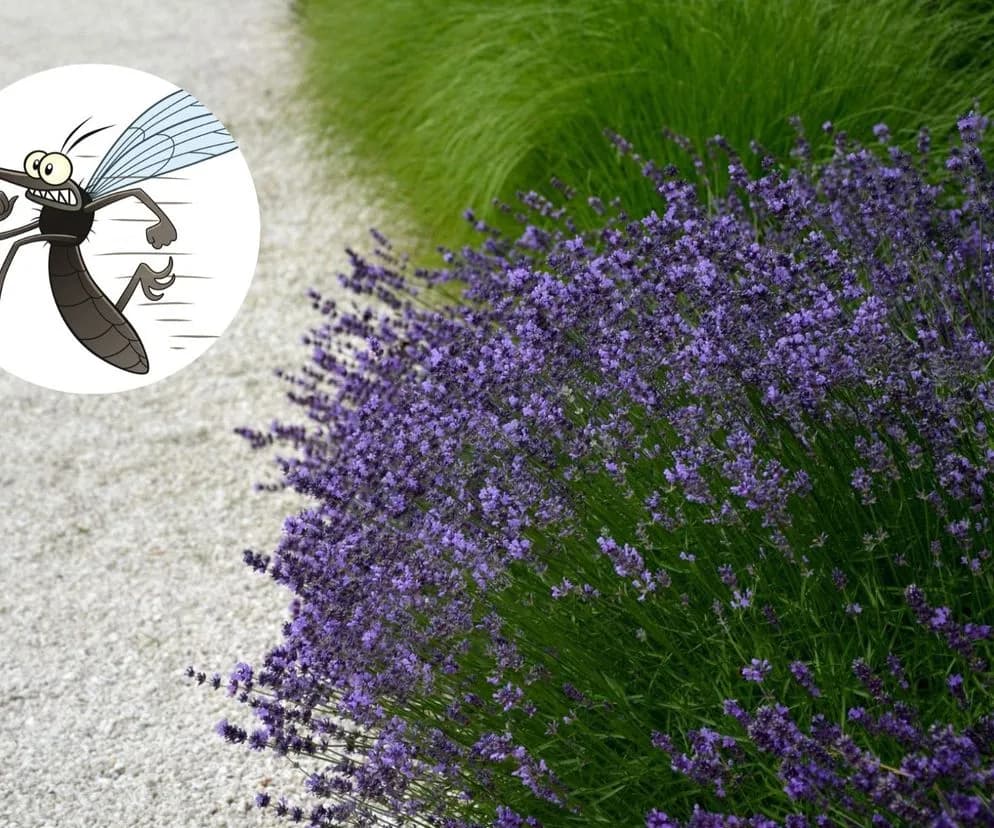 Naturalne sposoby na odstraszanie komarów w ogrodzie, które naprawdę działają Naturalne sposoby na odstraszanie komarów w ogrodzie, które naprawdę działają