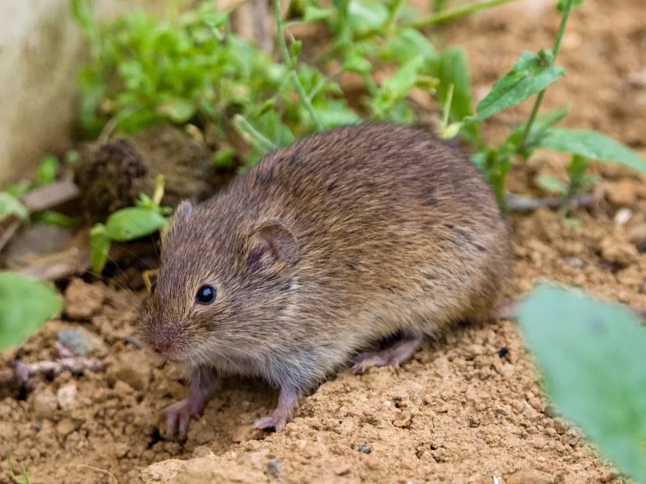 Skuteczne sposoby na usunięcie nornic z ogrodu bez chemii Skuteczne sposoby na usunięcie nornic z ogrodu bez chemii