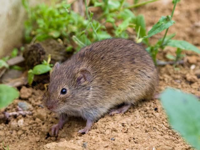Skuteczne sposoby na usunięcie nornic z ogrodu bez chemii Skuteczne sposoby na usunięcie nornic z ogrodu bez chemii