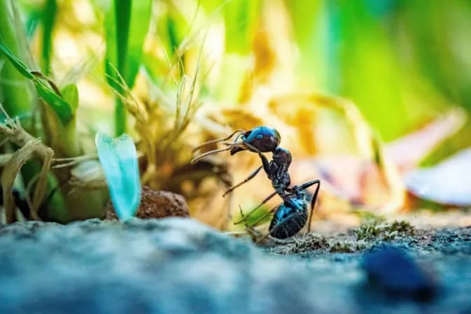 Skuteczne naturalne sposoby na mrówki w ogrodzie - 8 sprawdzonych metod Skuteczne naturalne sposoby na mrówki w ogrodzie - 8 sprawdzonych metod