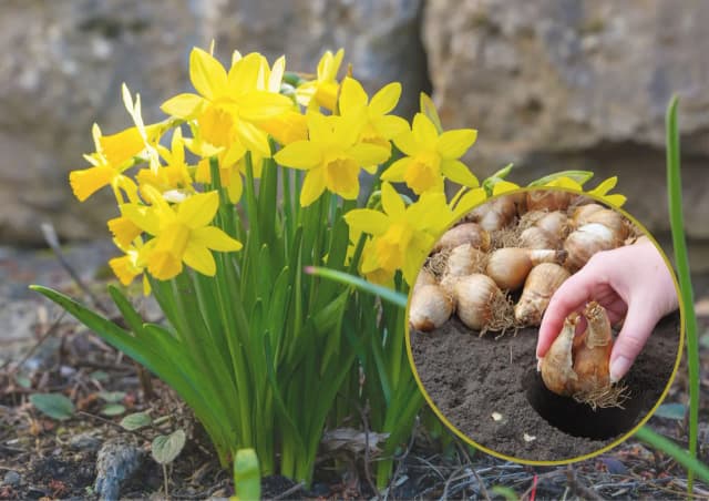 Jak sadzić żonkile w ogrodzie: 7 sprawdzonych zasad pielęgnacji roślin Jak sadzić żonkile w ogrodzie: 7 sprawdzonych zasad pielęgnacji roślin