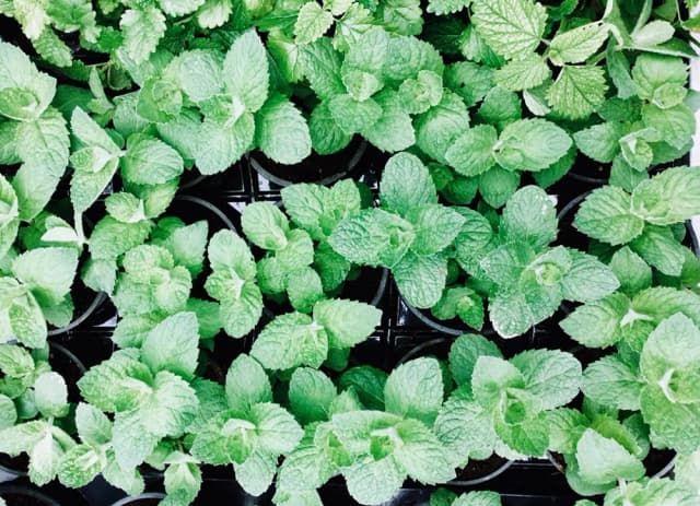 Dowiedz się gdzie posadzić miętę w ogrodzie: 8 sprawdzonych wskazówek Dowiedz się gdzie posadzić miętę w ogrodzie: 8 sprawdzonych wskazówek