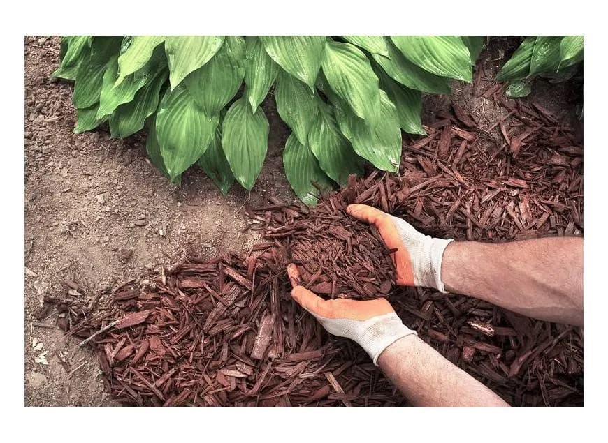 Czy kora z lasu nadaje się do ogrodu: wszystko co musisz wiedzieć Czy kora z lasu nadaje się do ogrodu: wszystko co musisz wiedzieć