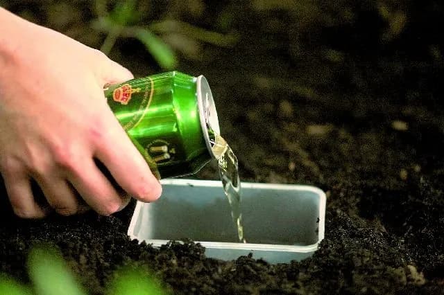 Skuteczne domowe sposoby na pozbycie się ślimaków z ogrodu: 8 sprawdzonych metod Skuteczne domowe sposoby na pozbycie się ślimaków z ogrodu: 8 sprawdzonych metod